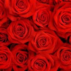 lamiyyeelmar's profile picture. 