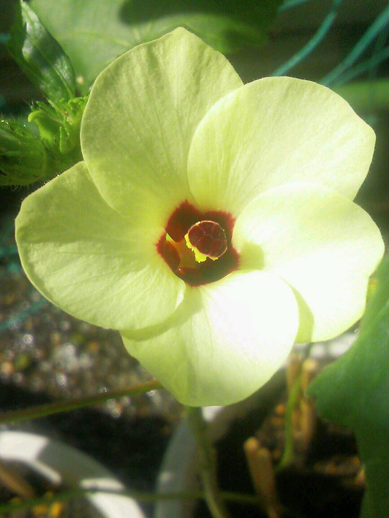 オクラの花言葉「恋によって身が細る」σ(￣∇￣;)