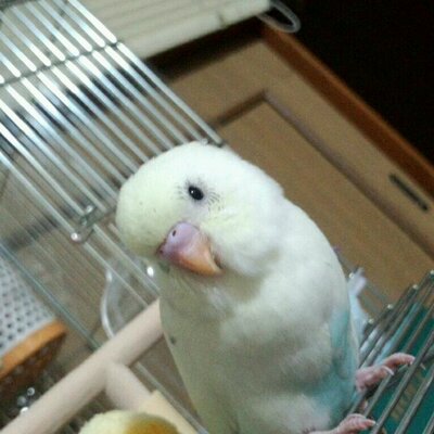 きーじー