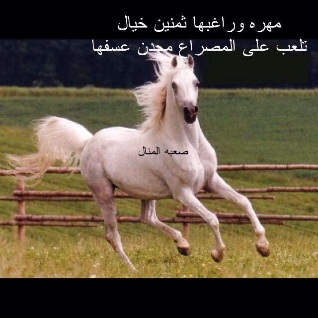 g24_f's profile picture. ‏"ياربّ إنّي أستودعتك قلبًا لا أقوى العيش دونه,اللهُمّ احفظ لي حبيبي أينما وطئت أقدامه💙".