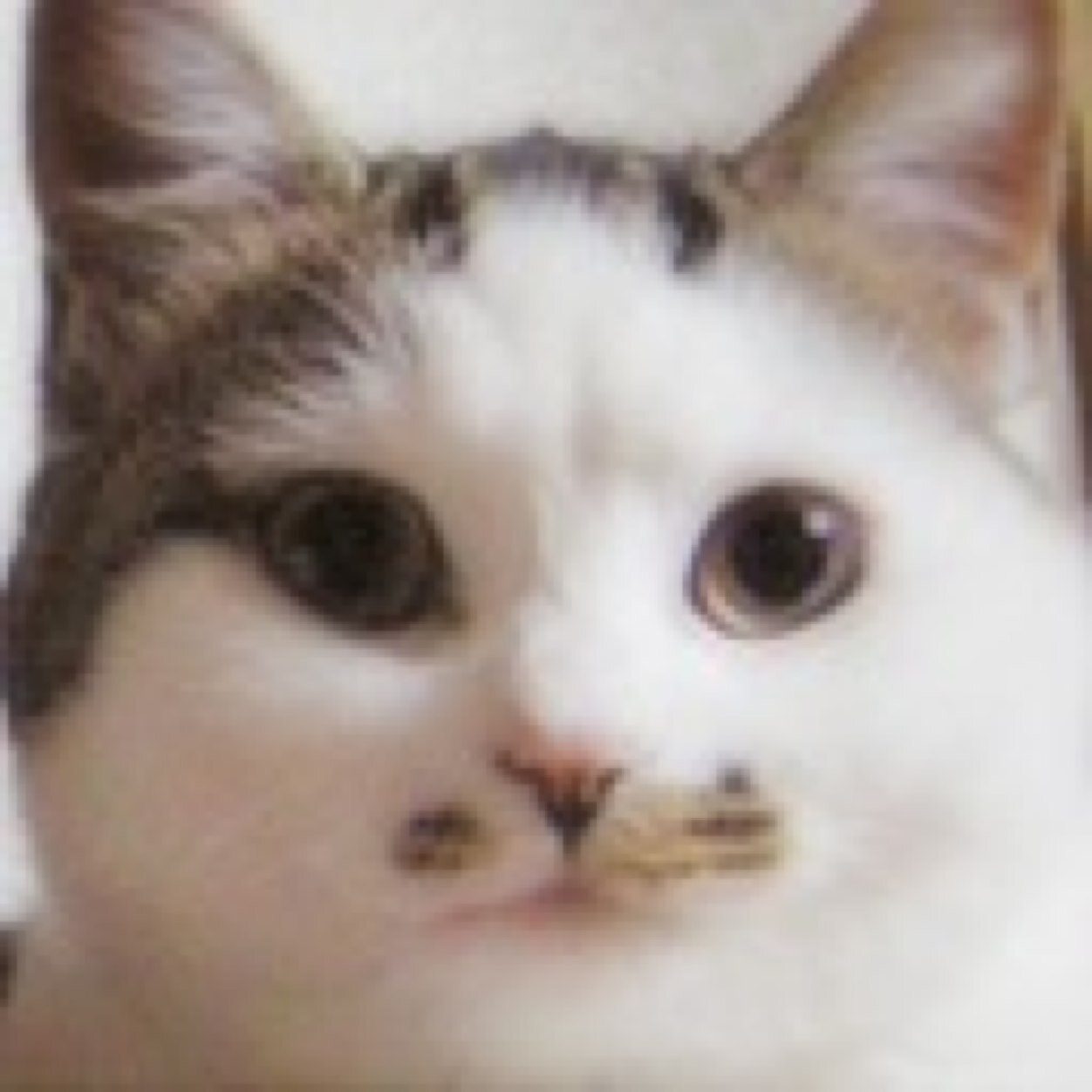 猫が生き甲斐猫を顔に乗せたがる変態審神者。檸檬18歳(21/2/3🌈)、花梨17歳(24/3/20🌈)、珠鈴16歳(25/8/3🌈)、風鈴プリン4歳(5/26)健やかに賃貸を破壊中。外猫そっくす推定14歳(14/7/16🌈スナックめん恋経営中)
