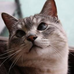 itcube_info's profile picture. 静岡県浜松市のコンピュータ販売・修理・メンテナンス・レンタル業者のアイ・ティー・キューブです、よろしくお願いします！こちらのツイッターアカウントでは、パソコンとはあまり関係ないことをつぶやいていこうと思います！