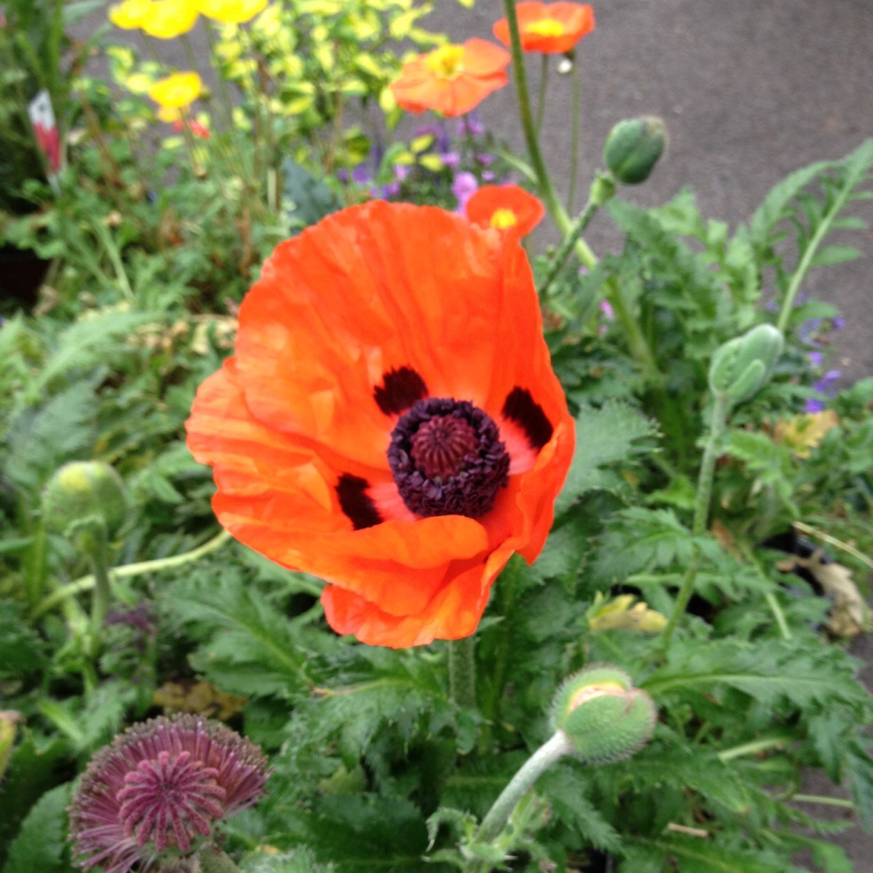 Award winning Garden centre with multi award winning restaurant. Amazing views, shoreside location.  Outside seating available.
