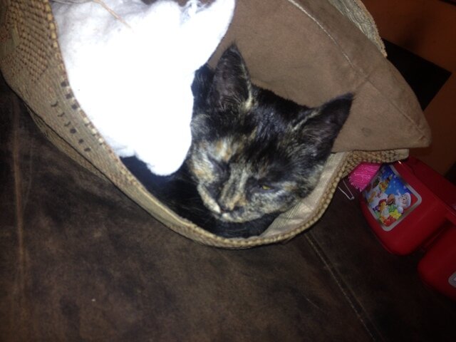 Littleladybird2's profile picture. 20. currently relapsing from bulimia which I've had since I was 10. Failing recovery.Not PRO anything. How can you be PRO illness?