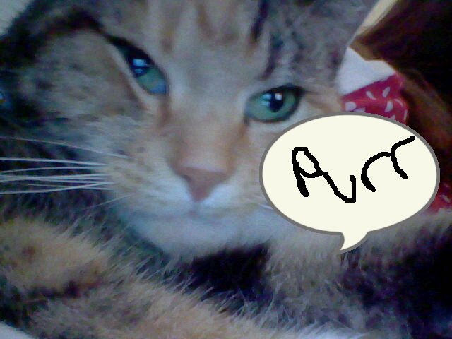 Miow - I'm Dolly. Please follow back!