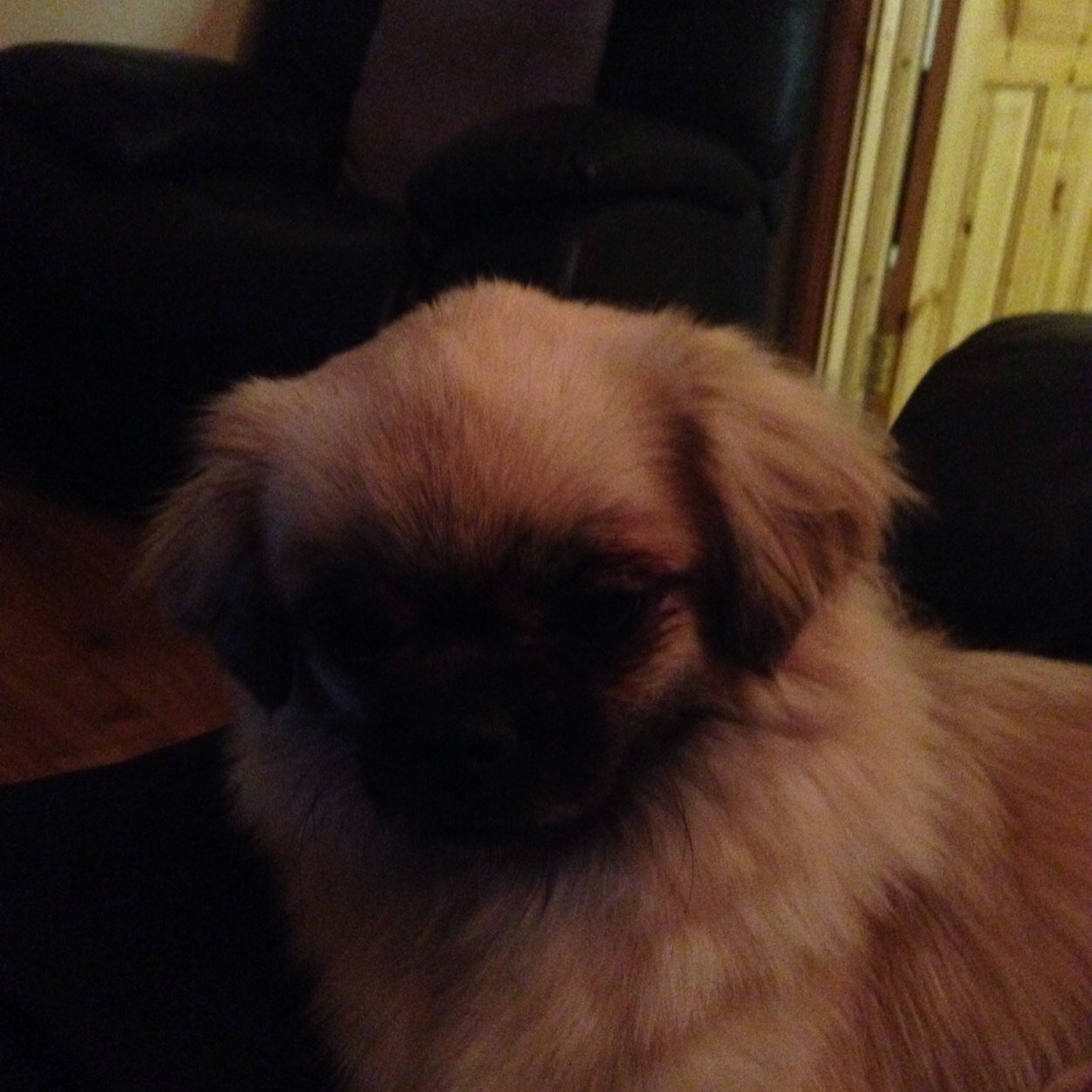 PatriotIreland1's profile picture. 