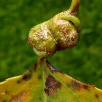 British Plant Galls(@britgalls) 's Twitter Profile Photo