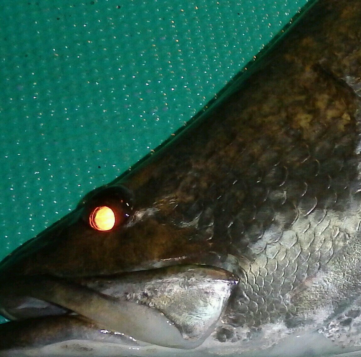 幻の魚アカメが生息する高知県浦戸湾でのルアー＆フライ・フィッシングや土佐湾近海での釣りを１〜２名様のチャーターでお気軽に楽しんで頂ける遊漁船をしています。