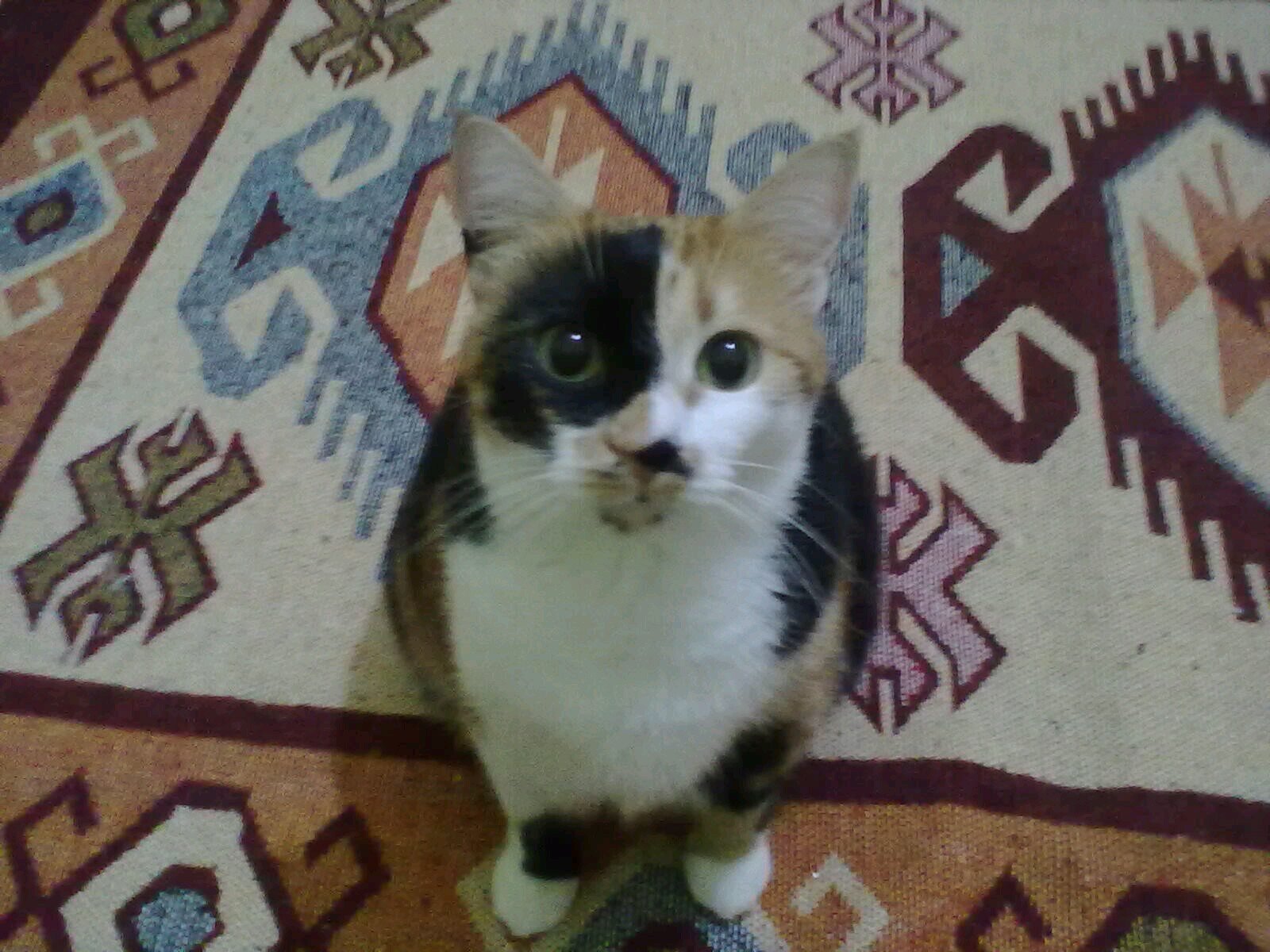 ersinyakin's profile picture. 