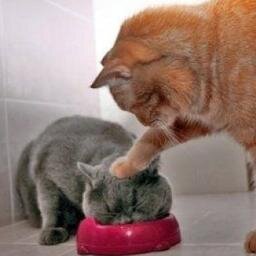 一日の８割方はネコの事を考えています。猫の可愛い画像や猫グッズ、猫の生態、猫に関する面白話なんかあったらつぶやいていきます。うちのネコは黒と灰のトラ柄とオレンジと白のトラ柄の息子がいます。とても可愛い子達です(´ω｀*)