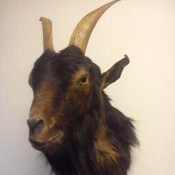 SALE OF ANTIQUE TAXIDERMY / RESTORATION/ BUYER , /
Instagram deadzoo_oxfordshire