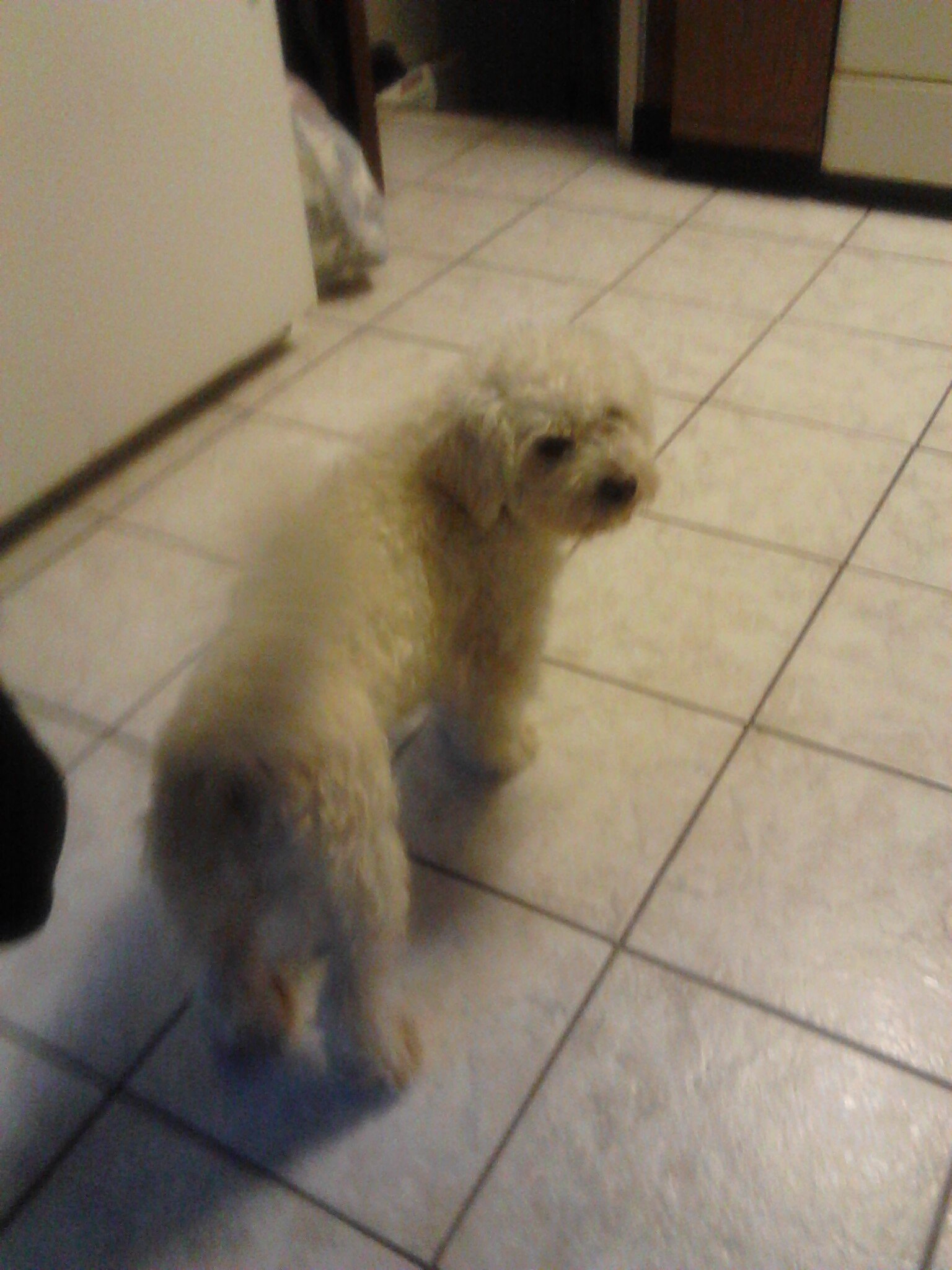 chauncey_cj's profile picture. 