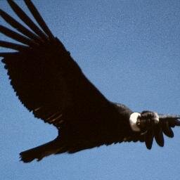 birdblack13 Profile Picture