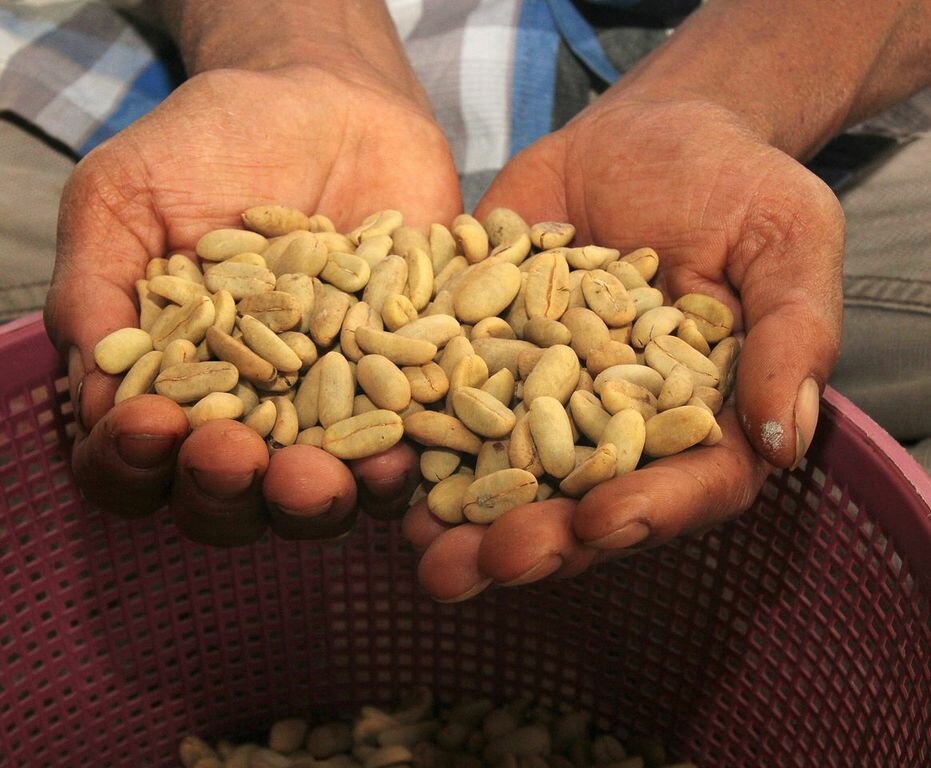 Promoting Coffee from Aceh  to the world. Supplying coffee sourced directly from the farmers in the Gayo highlands to the coffee drinker