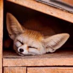 vladkins's profile picture. Foxy