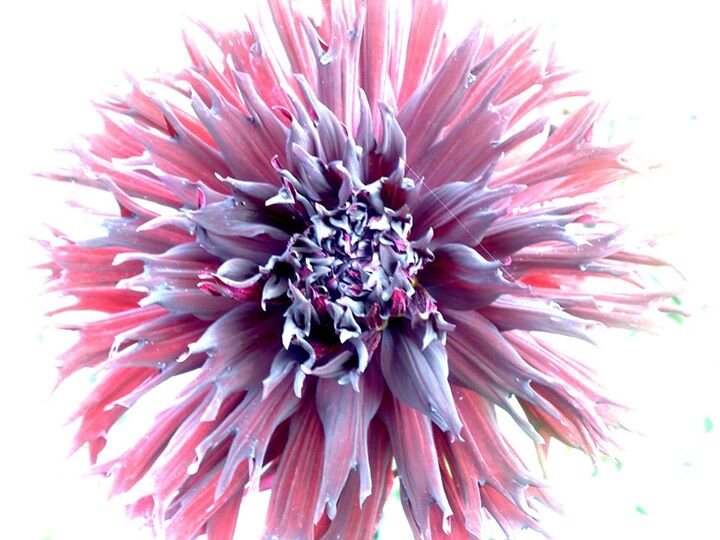 SauerMireille's profile picture. 