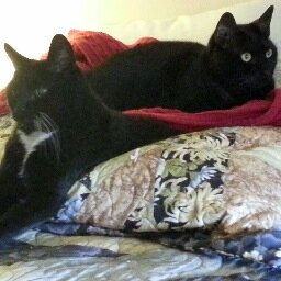 needlepoint, cats and stitching...