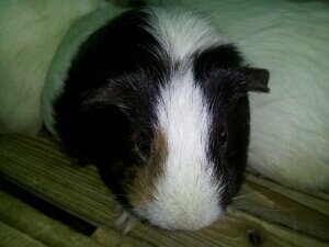 saarasu Profile Picture