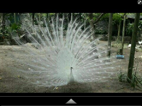 raziyaahmed28's profile picture. 