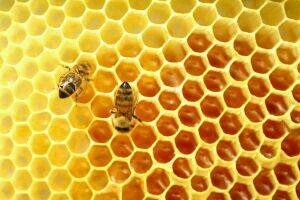We Love Bees!
