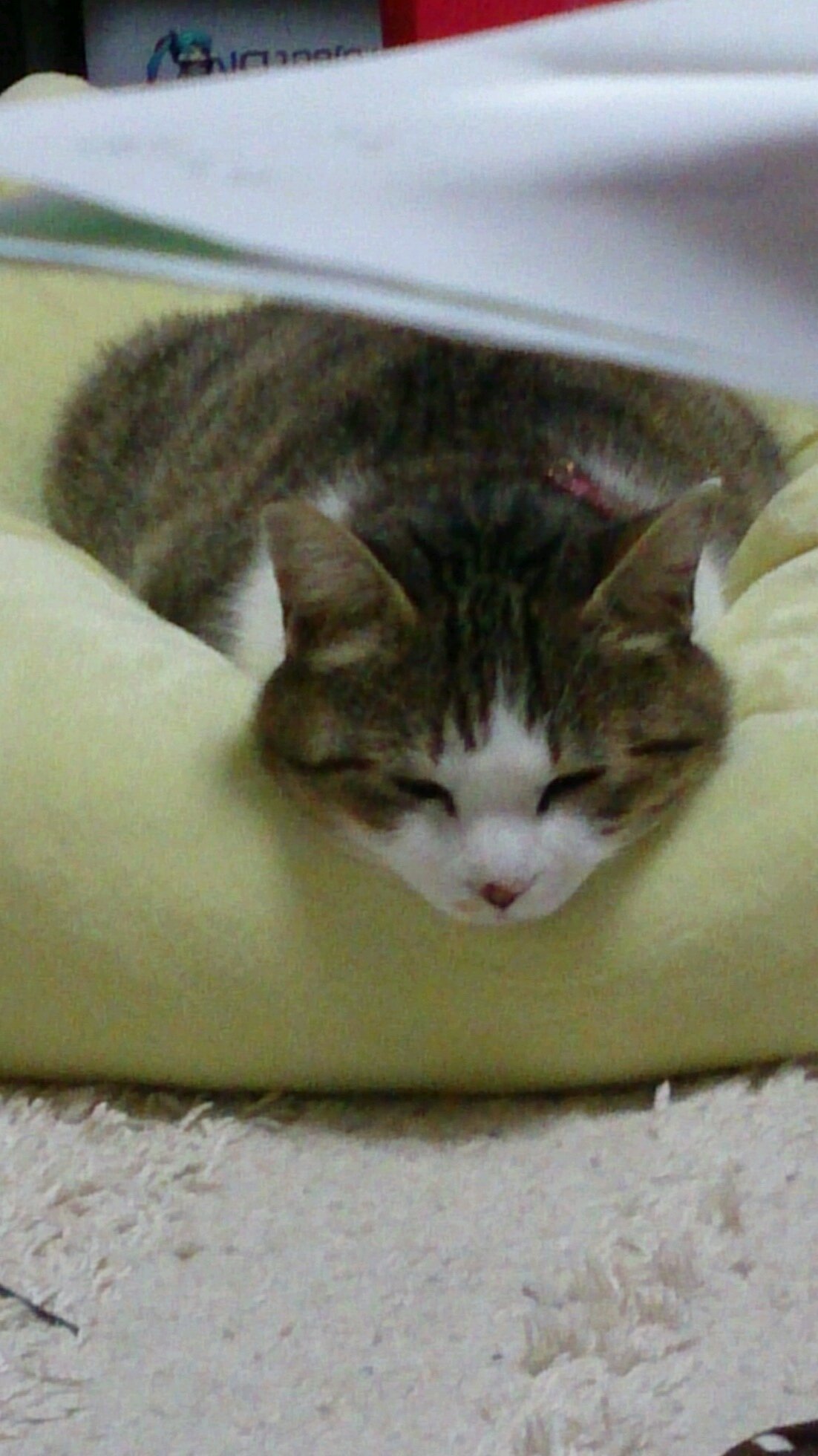 こんにちは。好きなように生きようと思っています。