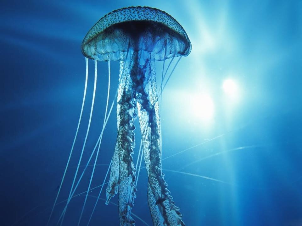 SaveTheOceans2's profile picture. Wir sind eine bisher noch kleine Organisation die sich für die marine Tierwelt einsetzt.