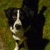 Gail (@spottydog60) Twitter profile photo