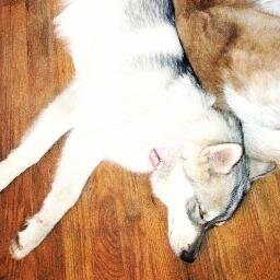 I like to poop, eat poop, chase my tail, and chew on everything.