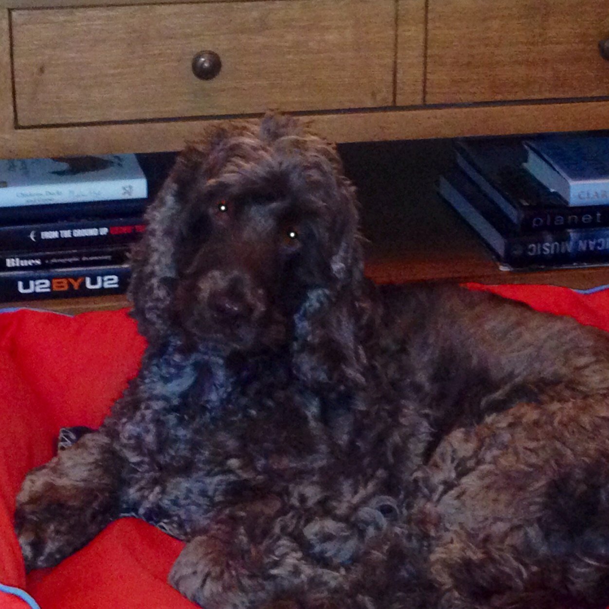 I'm Chester the Cocker Spaniel. I'm very friendly and love cuddles. Currently living with a kitten who drives me mad!!
