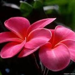 GailPurcell1's profile picture. 