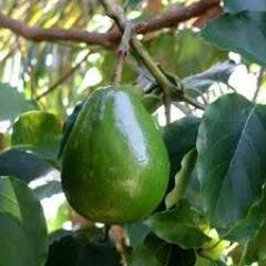 AguacatesFakes's profile picture. 