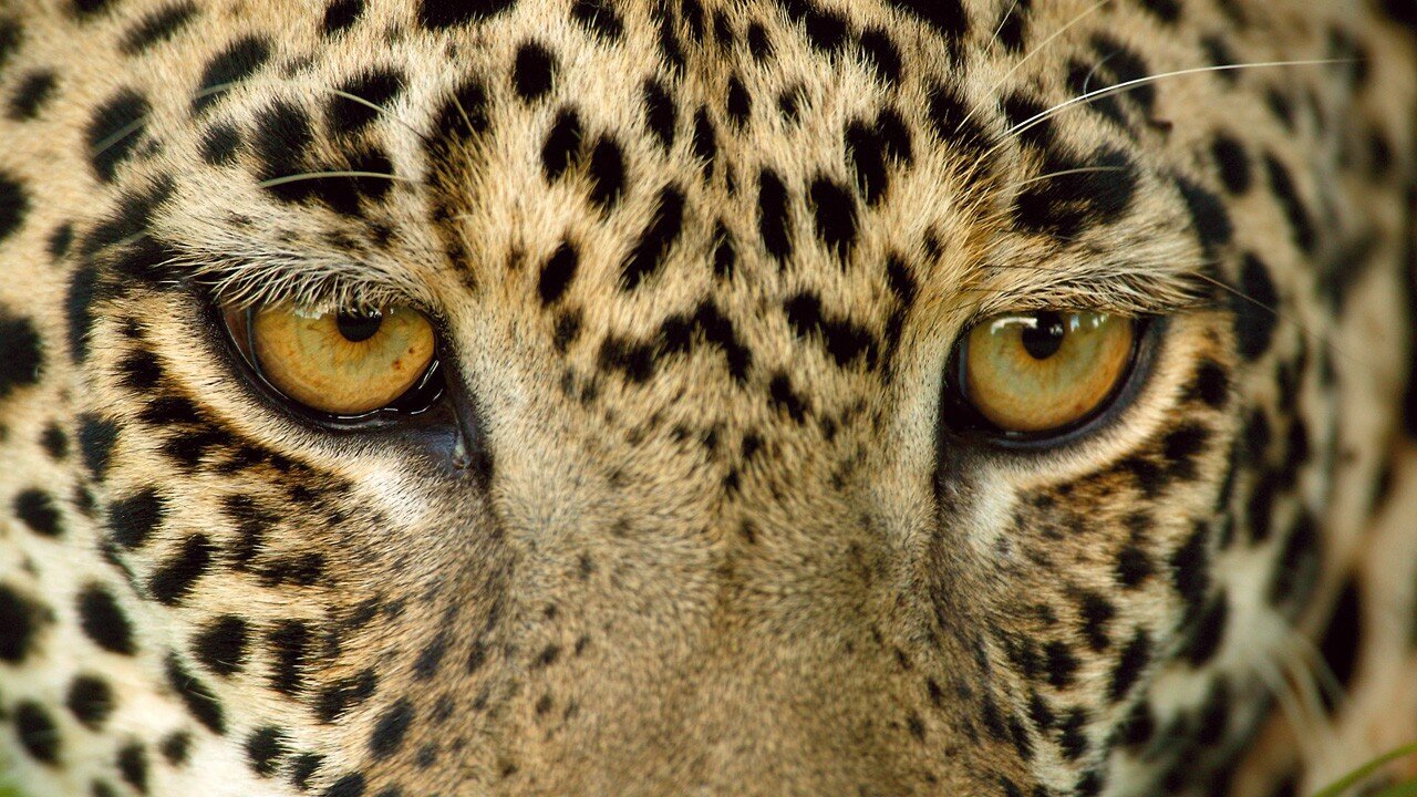 GhostCat_'s profile picture. Beautiful things don't ask for attention!