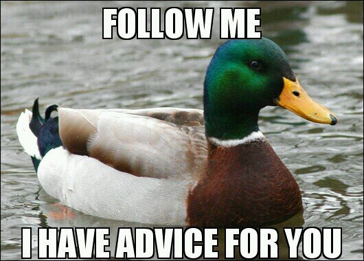 I'm the advice mallard. giving advice all day, every day.