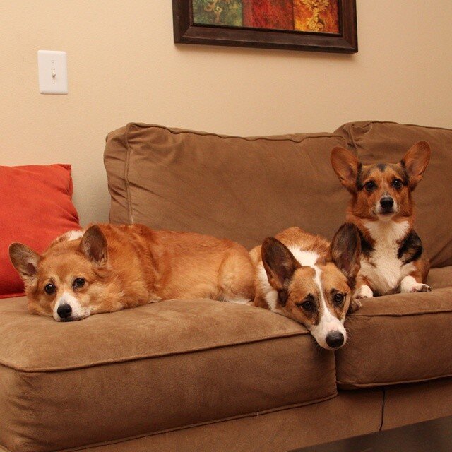 3 corgis just trying to take over the world