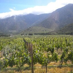 filledevino's profile picture. Sommelier