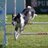 erniethecollie's profile image