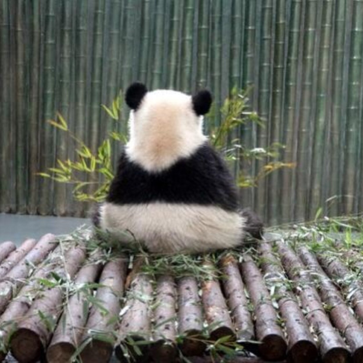 Yes i say racially incorrect things, but its okay; I'm a minority. Pandas are cool. Unfollowing me wont make you fit in with the hipster kids. Follow back