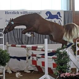 FEI Show Jumping Judge 
  Show Jumping  , Endurance, Arabian Horses
                 Horse Back Riding