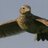 Sky Lark