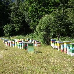 Ingeniero de Ejecución Forestal - Diplomado en Ciencias Ambientales y  Eficiencia Energética Local - Apicultor-Militante PS.