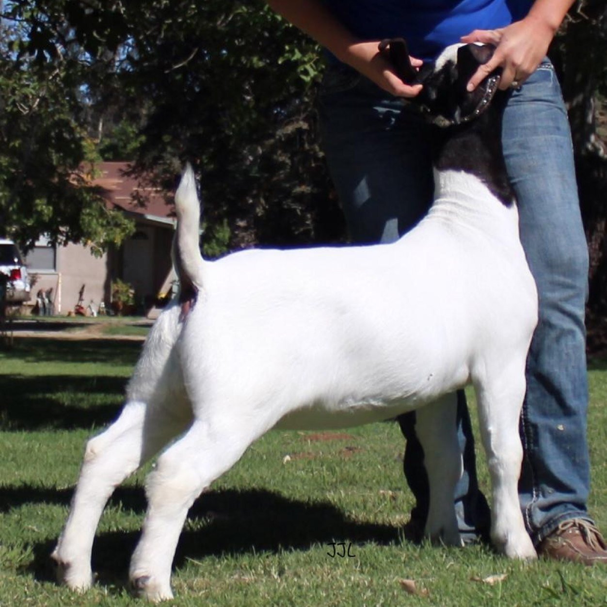 AnimalDivas's profile picture. Rule the ring, && chase banners like a queen