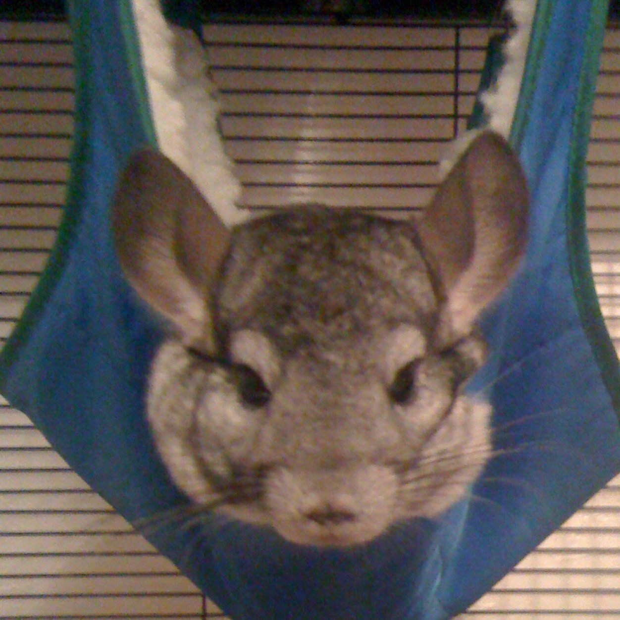 7Chinchillas all named from #harrypotter as we are huge potter geeks. #dobby #hedwig #fleur #aberforth and #nymphadora #lucious #luna