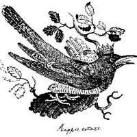 Magpie Estate (@magpieestate) 's Twitter Profile