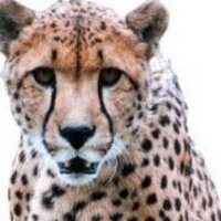 Orana Wildlife Park (@oranapark) 's Twitter Profile