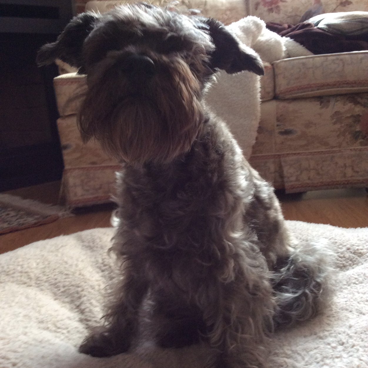 Im a canadian schnoodle.