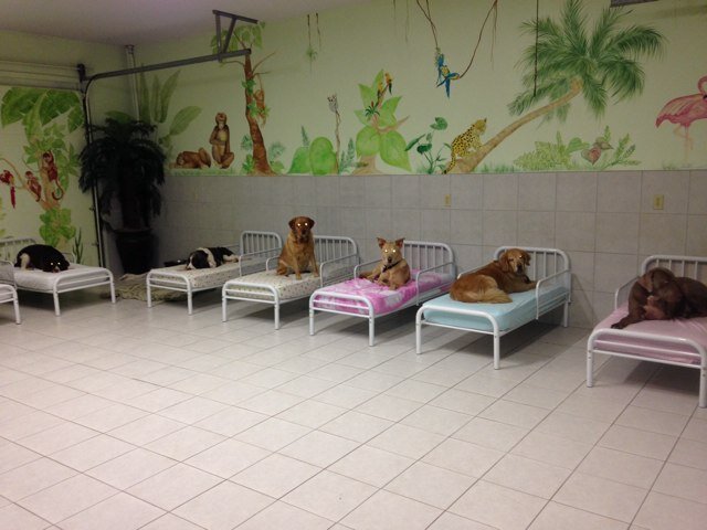 luvrpup's profile picture. Find out more about what we do by going to http://t.co/4F08f3Md9j