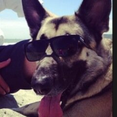 JohnnyJencell's profile picture. San Diego Blogger, Photographer, Musician, Adventurer. And I may or may not be a dog that wears sunglasses.