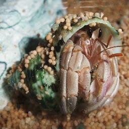 オカヤドカリその他