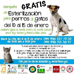 Difundimos las Campañas de Esterilización Gratuitas en Cancún y Riviera Maya, en las que participa @AnimalistasCUN y/o otras organizaciones.