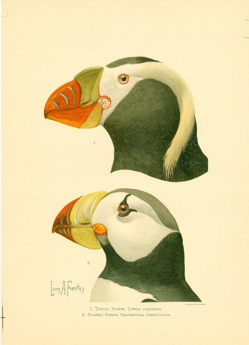 DustPaperati's profile picture. Paper ephemera hound--vintage and antique